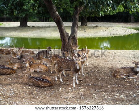 Spotted Dear. Some spotted dears are on the ground in the national park. Royalty-Free Stock Photo #1576227316