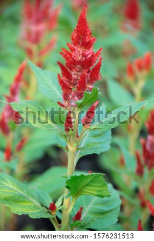 Bright red flowers in full bloom Soft blur background