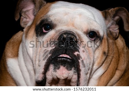 Closeup Bulldog face with isolated background