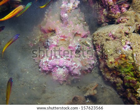 Pink stonefish in the mist