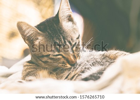 Gray cat feels relaxed on soft fabric. Vintage style with the life picture of a cat.