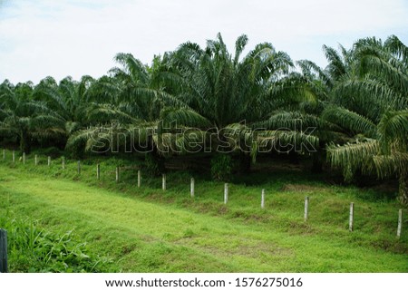 oil palm plantations along the Sumatra highway