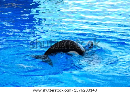 dolphin in water, beautiful photo digital picture