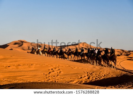 camels in desert, beautiful photo digital picture