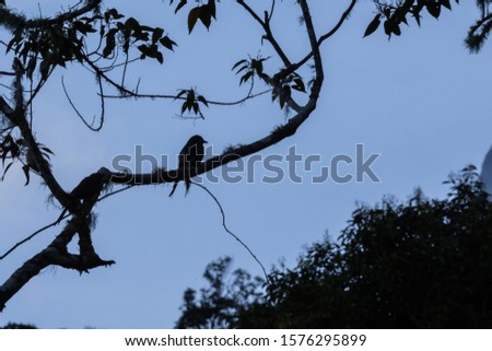 Nature silhouette view of bird Ashy Drongo on brunches tree.