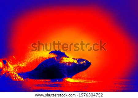 Humpback whale jumping to the surface of the sea (animal mating displays), in high-tech thermal imager on blue-red (sunset) background isolated