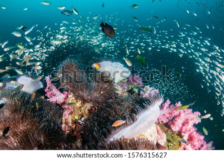 Families of Pink Skunk Clownfish in their Host Anemones on a Tropical Coral Reef (Richelieu Rock) Royalty-Free Stock Photo #1576315627