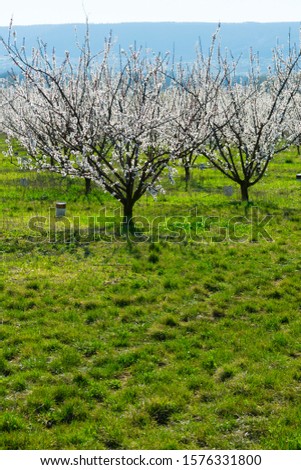 almond flower plantation at springtime