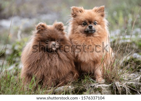 picture of pomeranians in the nature, in autumn