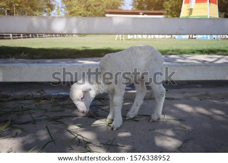 A little white sheep eating food in a sheep farm
