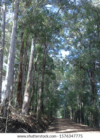 Manjimup WA Australia forest nature Karri Trees