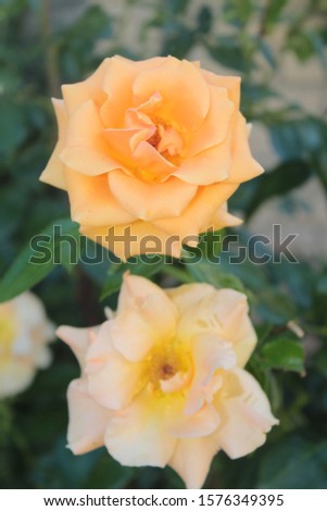 A beautiful photo orange rose. All the depth and texture of the rose is visible.