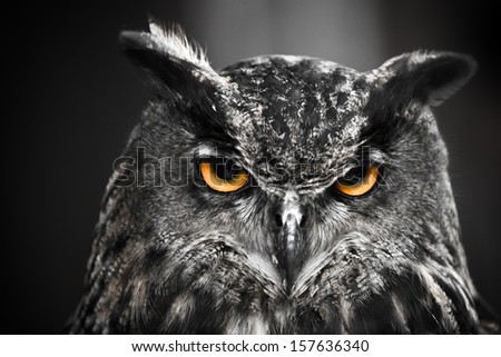 Portrait of an Eagle Owl Royalty-Free Stock Photo #157636340