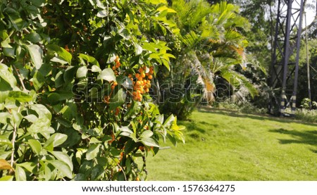 Nature Pics with greenery leaves and with colorful fruits