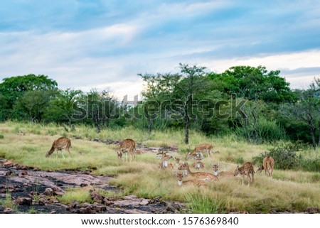 Wildlife scenery of ranthambore landscape with spotted deer or chital herd, dramatic blue sky with clouds and green background on evening jungle safari at Ranthambore National Park, Rajasthan, india