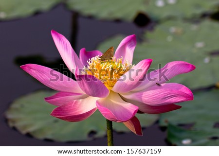 Pink Lotus In Pond