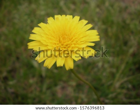Yellow dandilion flower weed in grass