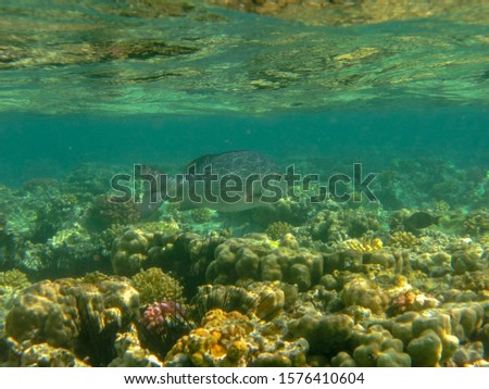 Tropical fish floating in shallow water over colorful coral bedrock. Reflection from surface. Long spines of sea urchins. Amazing natural scenery in the Red Sea. Amazing background for your project.