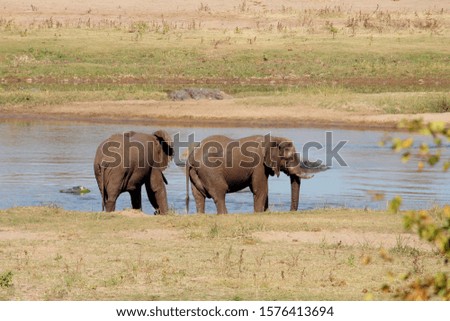 Elephants drinking water riversouth africa Royalty-Free Stock Photo #1576413694
