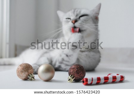 Christmas ornament with blur cute cat.  Christmas party and celebration on white background.