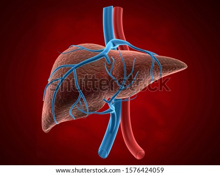 3d illustration of Abstract medical background with healthy human liver		