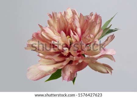 Unusual pinot flower isolated on gray background.