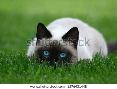 Thai or siamese cat with beautiful blue eyes hiding on green grass