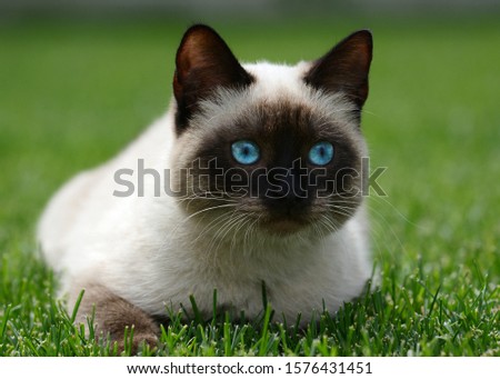 Thai or siamese cat with beautiful blue eyes lies on green grass