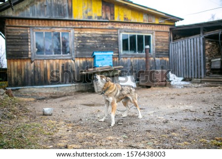 Russian village. Gray mongrel dog barks on a chain against the background of a wooden village house