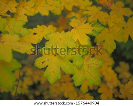 autumn leaves in sun light colors of fall