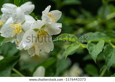 White jasmine flowers Philadelphia lewisii with drops of water on petals after rain. Flowers on blurred background of greenery of garden. Selective focus. Nature concept for design. Place for text.