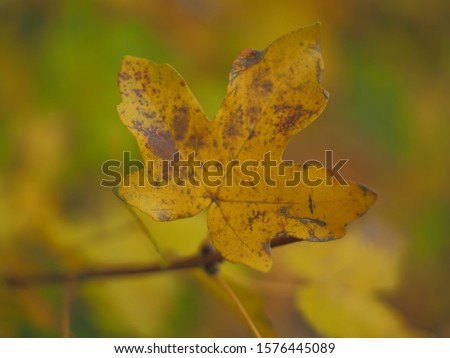 autumn leaves in sun light colors of fall