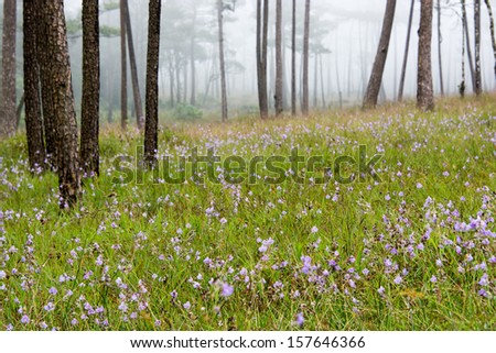 purple flowers in wild nature with pine fores and fog