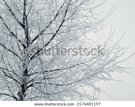 White upper branches of birch bare tree covered with snow frost frozen black winter weather cold sky