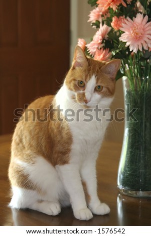 orange and white cat with flowers