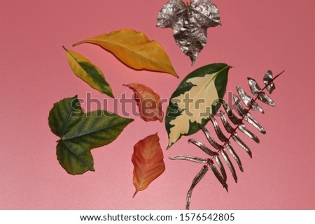 Different colored leaves arranged on a pink background
