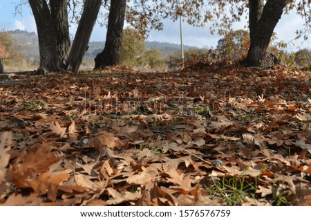 Yellow oak tree leaves autumn