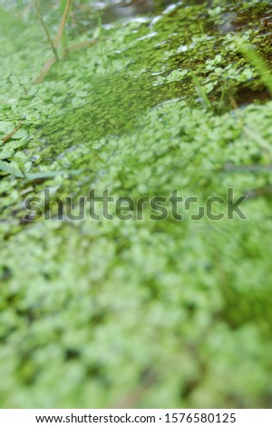 Peaceful Tranquil Water Puddle Grass Clovers