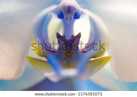 Orchid exotic flower blue white 
