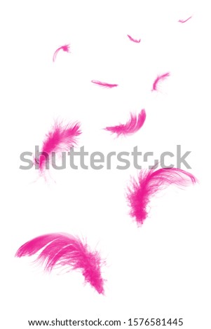 Beautiful group pink magenta feather floating in air isolated on white background