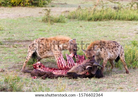 Hyenas eating wildebeest, Serengeti National Park, Africa. African wildlife