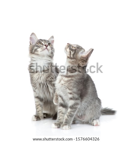 Group of cats look up together. isolated on white background