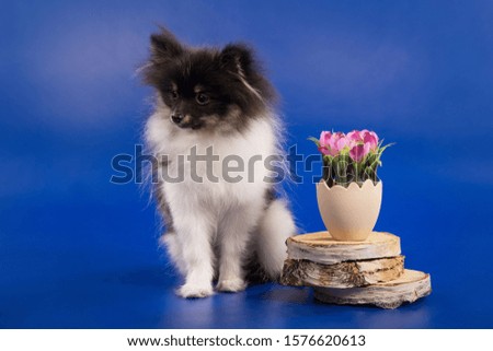 Pomeranian dog and flowers on a blue background.