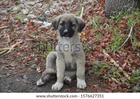 Puppy of blackheaded dog on agricultural road