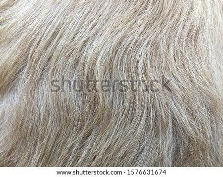 Hair animal color: It is hair of dog