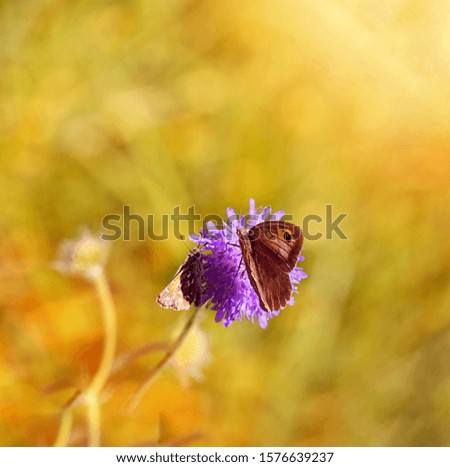 beautiful view of a butterfly and a flower garden
