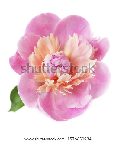 Beautiful Pink Peony flowers isolated on white background 