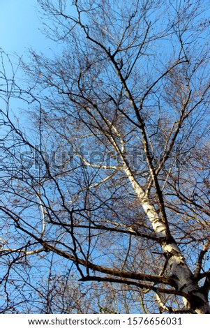 Birch tree top and blue sky