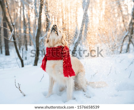 Closeup portrait of white retriever dog in winter background. White golden retriever puppy in a red scarf looking on blowing snowfall. sunny winter day