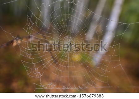 wildnature autumn fall forest green country macro spider spiderweb web fresh  rain raindrop fog foggy silk tiny thread lace wonderful wildlife 